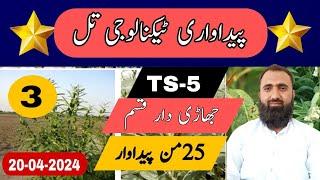 Cultivation of sesame high yielding branched variety TS-5 || Bilal Kanju Official