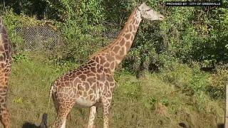 Greenville Zoo: Autumn the giraffe is pregnant again