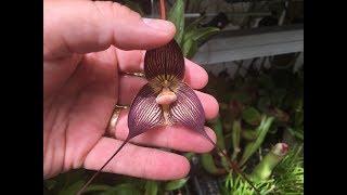 DRACULA ORCHID CARE: DRACULA VAMPIRA IN FULL BLOOM 1080p