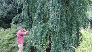 Weeping katsura tree (Cercidiphyllum japonicum 'Pendulum') - Plant Identification