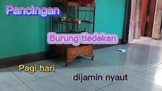 #Suarapancinganburungtledekan GunUng dipagi hari #burungtledekan