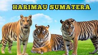 SUMATRAN TIGER THE RULER OF THE JUNGLE | MINUTE'S INFO FROM YOUR TIGER