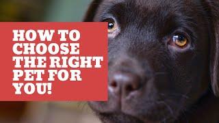 How To Choose The Right Pet For Your Personality | Pet Insider