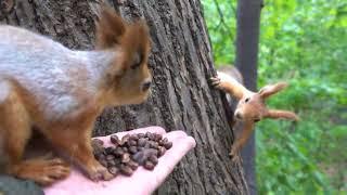 Ещё о голодных белках / More about hungry squirrels