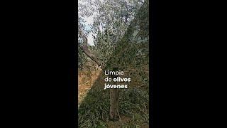 LIMPIA DE OLIVOS JÓVENES