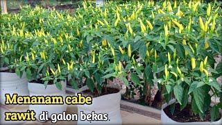 menanam cabe rawit di galon_berbuah lebat