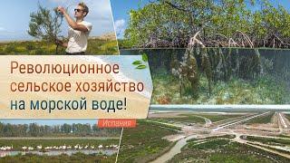 Революционное сельское хозяйство на морской воде!