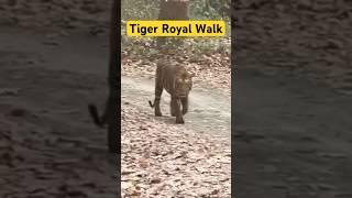 Tiger Royal Walk - Pilibhit Tiger Reserve #tiger #wildlife #jungle #viral