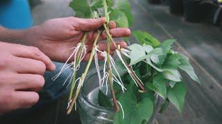 YOU can Grow Sweet Potatoes! Tricks for Starting Slips, Planting, Harvesting and Curing