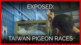 Taiwan Pigeon Races Exposed: Millions of Dead Birds