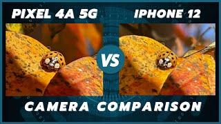 Google Pixel 4a 5G vs iPhone 12/iPhone 12 mini Camera Comparison