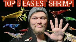 The Top 5 Easiest Shrimp Species to Keep & Care For. Great Breeders, Algae Eaters & Waste Cleaners.