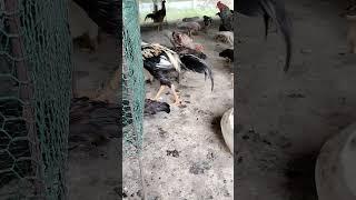 the chickens farm on july 25th 24 #animals #duckfeed #cookedfood #ayam #chickenfeeding #ruralchicken