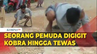 Detik-Detik Pemuda Digigit Kobra Saat Atraksi, Tewas Usai Dilarikan ke Klinik