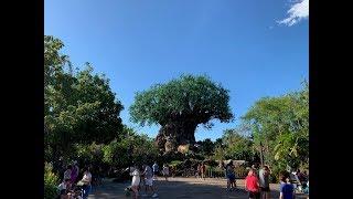 Disney's Animal Kingdom 2019 4K Tour | Walt Disney World Resort Orlando Florida Theme Parks