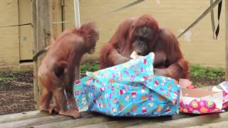 DZG's orangs celebrate Christmas 2014