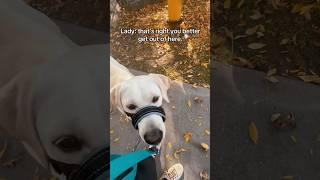 crazy Karen is upset I’m training my dog #servicedog #dog #dogtraining #youtubeshorts #shorts #karen