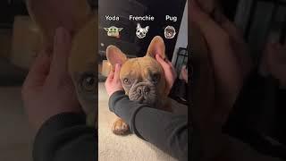 Yoda, Frenchie Puuuuugg! Which one is your favourite? #yodafrenchiepug #frenchie #pug