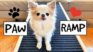 Chihuahua Cedric Reviews The PawRamp