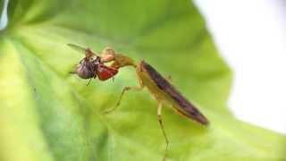 Mantis Acontista Acontiothespinae Acanthopidae Macho Male Macro Sony A57 Raynox DCR-250 18-250
