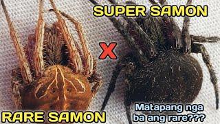 RARE SAMON vs BIG BLACK SAMON