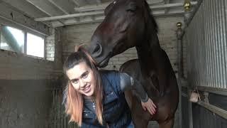 MEET THE HORSES | OT Vlog