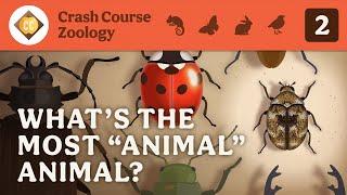 What's the Most "Animal" Animal? Crash Course Zoology #2