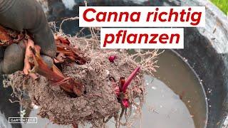 Canna (indisches Blumenrohr) richtig pflanzen. Wann und wie solltest du deine Cannas pflanzen?