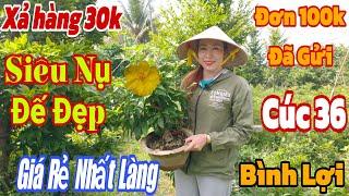 6/11 Vườn mai giao lưu mai chơi tết giá rẻ  siêu nụ, bình lợi, thọ hương,.0907160042 Như