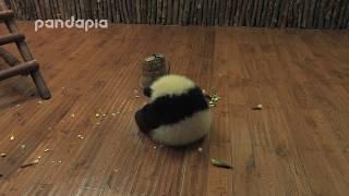 A cute panda fur ball