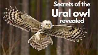 Focus on the Ural owl (Strix Uralensis) An incredible predator with the most striking appearance