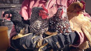 What Breed of Chickens Should I Get? | Best Chicken Breeds For Beginners