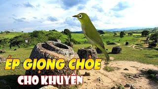 (File) ÉP GIỌNG KHUYÊN LÍU CHÒE, KÍCH KHUYÊN LÍU XÒE / Tuấn Mi