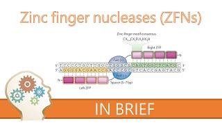 ZINC FINGER NUCLEASES - GENE EDITING EXPLAINED!