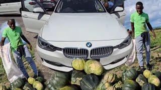 Big farm | reaping pumpkin BMW clean