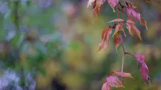 Wet Nature - Stock Footage