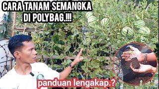 cara menanam semangka di polybag sampe panen.#semangka #garden