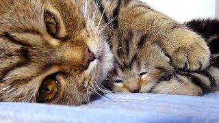 Mom Cat talking to her Cute Meowing Kittens | Generation "P"