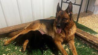 Incredible German Shepherd Litter Update