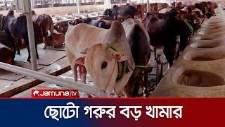 ছোটো গরুর বড় খামার | Small Cow Farm | Kurbani | Jamuna TV