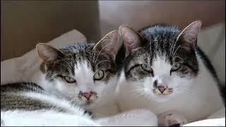 cute cats #cute #cats