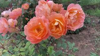 Lady Emma Hamilton - strong, hardy, fragrant shrub rose in orange palette from David Austin