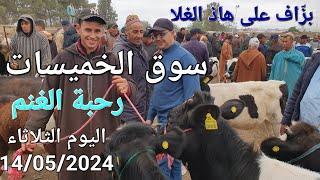 سوق الأغنام والأبقار والخيول الخميسات اليوم الثلاثاء 14/05/2024