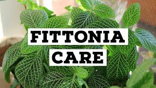 How to care for Fittonia | Nerve plant care