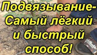 Самый классный (!!!!!) способ подвязывания растений в теплице!