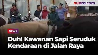 Kawanan Sapi Seruduk Kendaraan di Jalan Raya, Netizen: Sapi Butuh Busway!