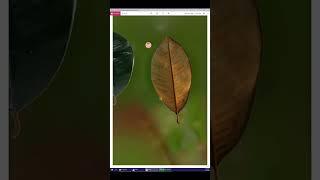 Making Asset Enscape from real Leaf