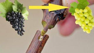 Узум пайвандлашни ӯрганамиз | Как прививать виноград весной| Grafting grapes