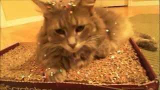 Confetti cat