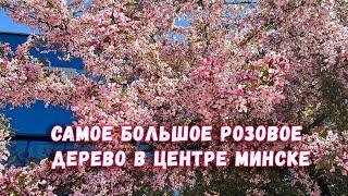 Что это за удивительное розовое дерево в центре Минска